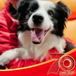  狗狗去哪儿给你头像换新颜