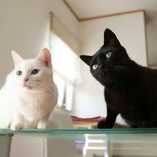  黑猫白猫下一代是什么猫