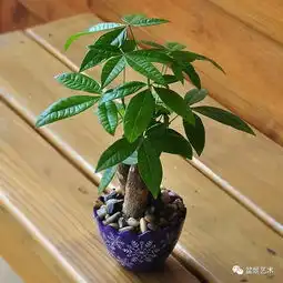  发财树的养护方法