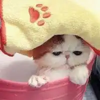  2019超萌猫咪情侣头像微信头像图片大全