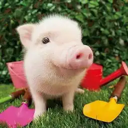  后台留言让人泪奔......1000份樱桃免费送活动持续升温