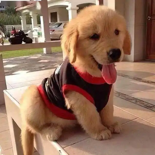  这6种天赋异禀的狗狗,养上一只,家里都有福气