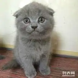  精品蓝猫折耳未来种公