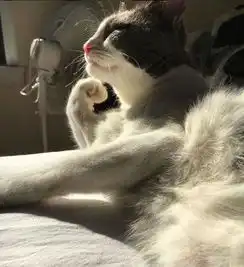 猫咪太过好动太会捣蛋,俨然一个问题儿童