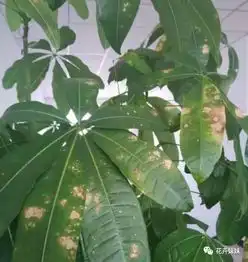 发财树常见病虫害的防治方法,赶紧收藏