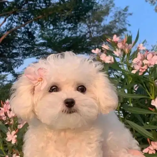  背景图头像套图醉后不知天在水,满船清梦压星河