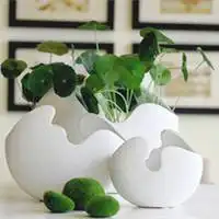  微信头像图片大全多肉植物微信头像图片大全