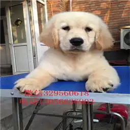 盘锦哪里能买到带证书的金毛金毛图片疫苗齐全