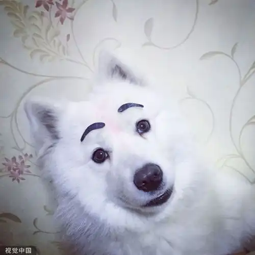  世界微笑日来看看小动物的治愈笑容