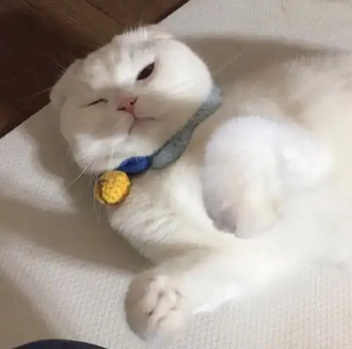 防父母防老师不明显情头