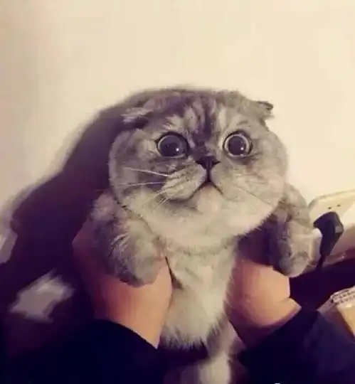  为什么你家猫不让抱,别人家猫却可以