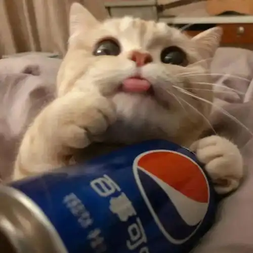  有没有猫抱着饮料的头像