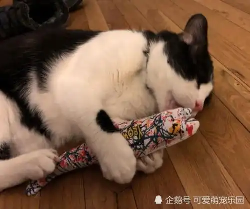  喵星人实力配合主人,吸猫手是不是很厉害