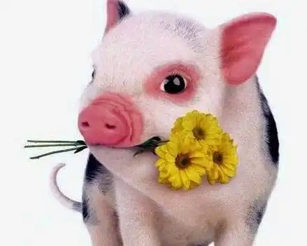  这5大生肖插翅难逃接住旺30载