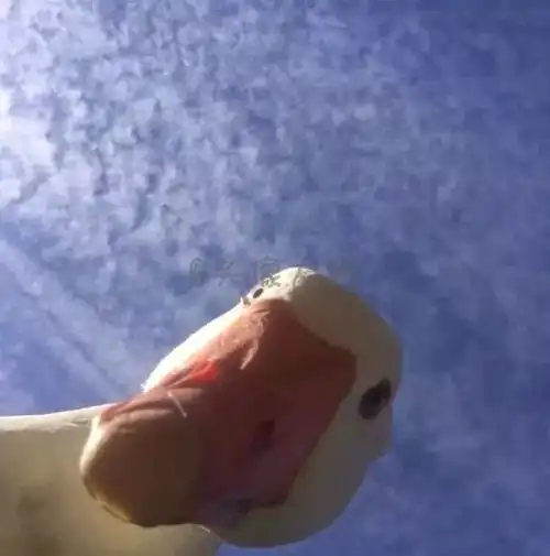  抖音超火的十大情侣头像