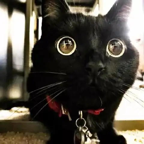  我仿佛看到了假猫,这只黑猫有一双黑溜溜的大眼睛,特别特别水灵灵的