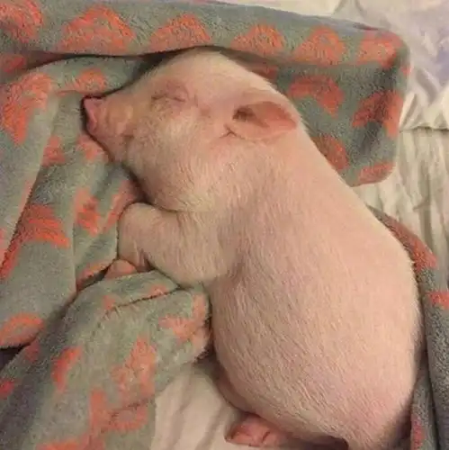  有没有什么可爱的微信头像