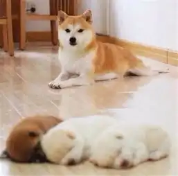  白猫和黑猫生的下一代,啥样灰猫黑白花猫