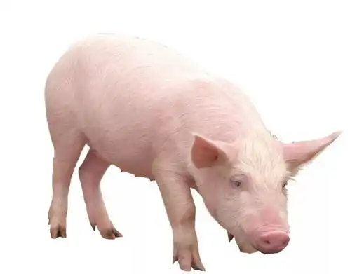  非洲猪瘟的源头查出来了以后养殖户该怎么做