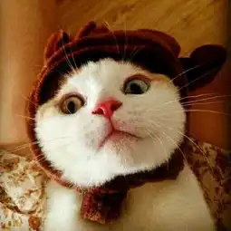  情侣头像猫咪头像全是猫咪