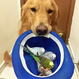  金毛与鹦鹉小仓鼠的有爱瞬间萌化了