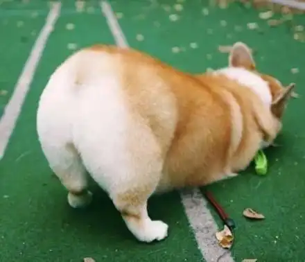  一组萌萌柯基表情包无水印