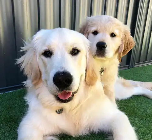  不同狗狗患癌风险各不同盘点六大癌症高发犬种