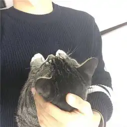  男生抱猫头像2018高清图片我真的好想和你躲一辈子猫猫