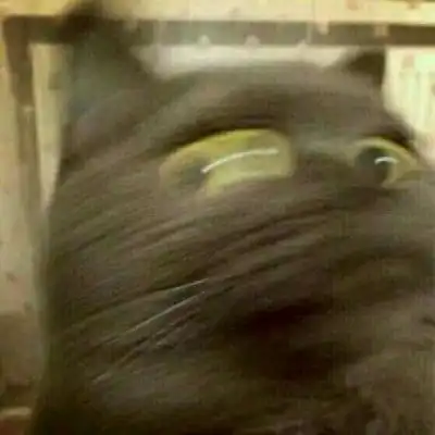  猫猫啊啊啊啊猫咪情侣头像