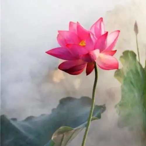  有什么适合四十多岁爸爸妈妈的微信头像