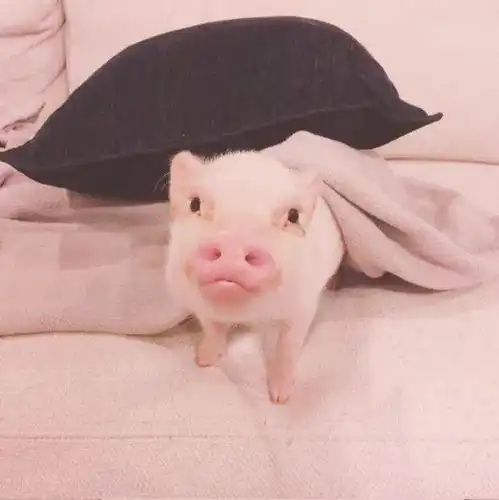  萌宠头像猫咪猪猪柯基头像