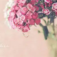  微信鲜花头像图片微信头像图片大全