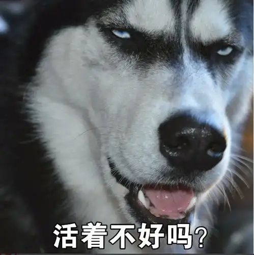 搞笑表情包哈士奇永远在我心里是表情包人选第一名