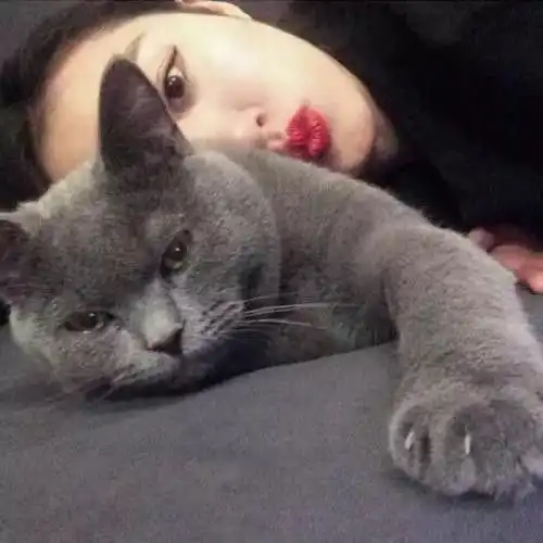  两个月的美短在床上做了此事,就被主人残忍摔死