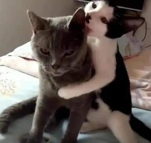  绝育后的猫咪见到昔日女友,猫咪反应让主人不淡定