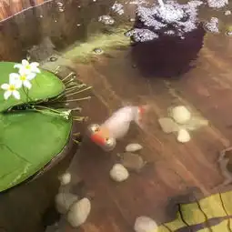  玉带金鱼粼光满院小记紫禁城和金鱼文化