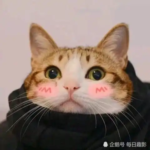  超可爱的情侣猫猫头火了相遇不必太早,只要刚刚好