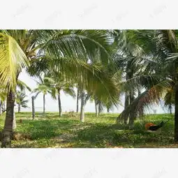  海边的椰树林素材图片免费下载高清png千库网图片编号9272482