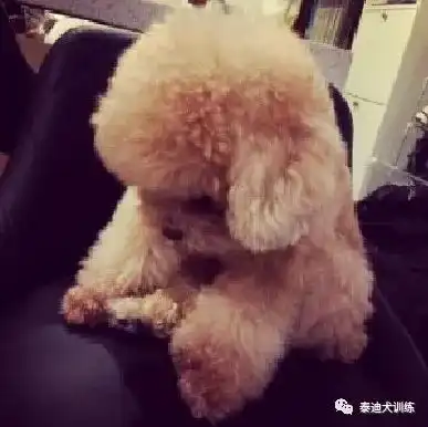  泰迪被奶奶带了去修毛主人看到它的新造型后笑喷了奶奶同款发型