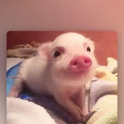  可爱真实小猪头像图片