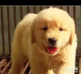  自家养的大头金毛宝宝品相好很可爱的狗狗,可以上门挑