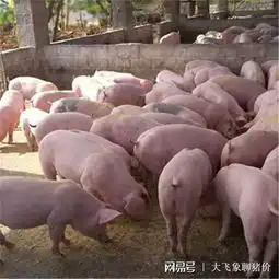  7月1日华中地区猪场发病呈扩大蔓延趋势