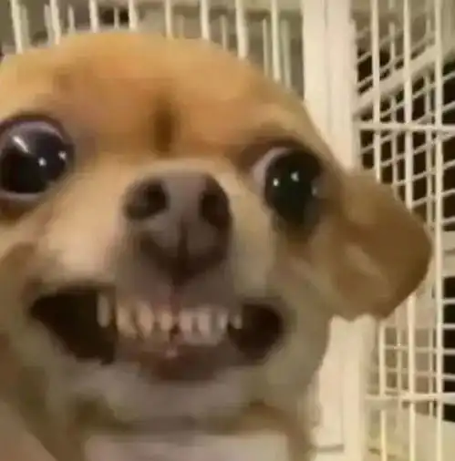  12.11抖音热门表情包