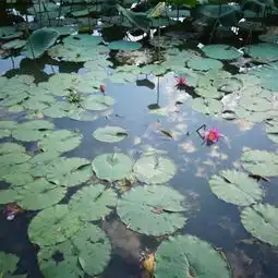  2020大夫山森林公园门票,广州大夫山森林公园游玩攻略,大夫山森林公园游览攻略路线地址门票价格