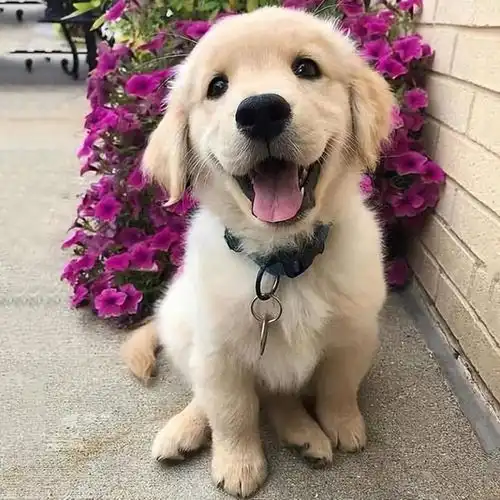  为什么金毛的弃养率这么高网友养过一次就怕了