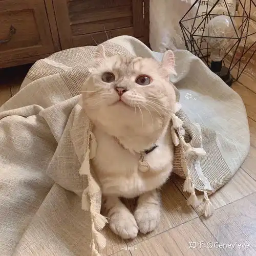 有谁知道这个网红猫咪叫什么