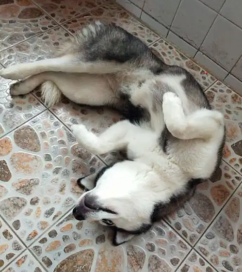  哈士奇犯二,吃东西前还要先热身,二哈吃饭要有仪式感