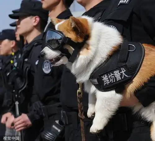  山东潍坊全国首只柯基警犬福仔亮相