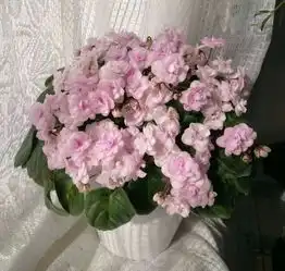  这8种花,掐根枝就能活,没光也能开爆盆