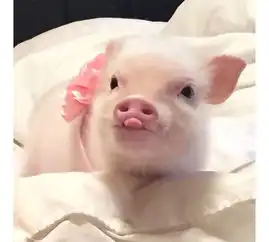  没想到有一天我会不想工作,只想回去养猪...